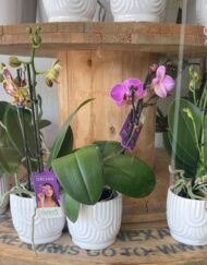 Small Orchid Plant