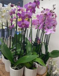 Phalaenopsis Orchid in Ceramic Pot